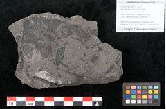Foto (Objekt + Etikett) von Dictyophyllum obtusilobum Sch. (NHMW-GEO-2024-0188-10503)